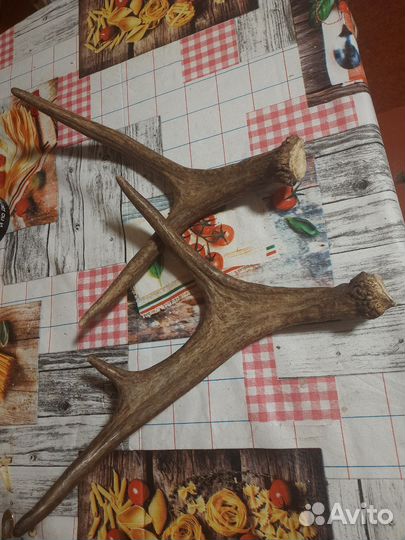 Рога косули