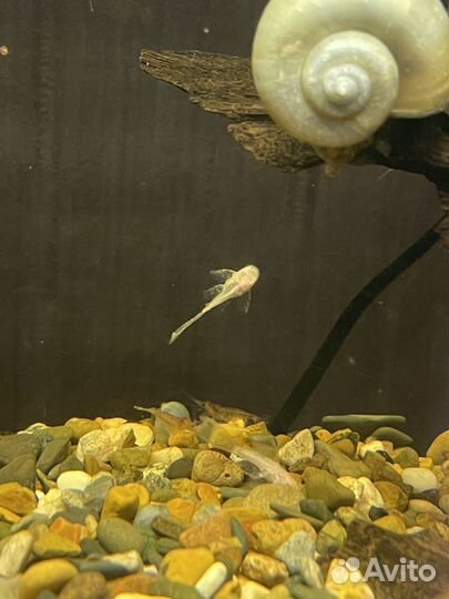 Сомики анцитрусы вуалевые