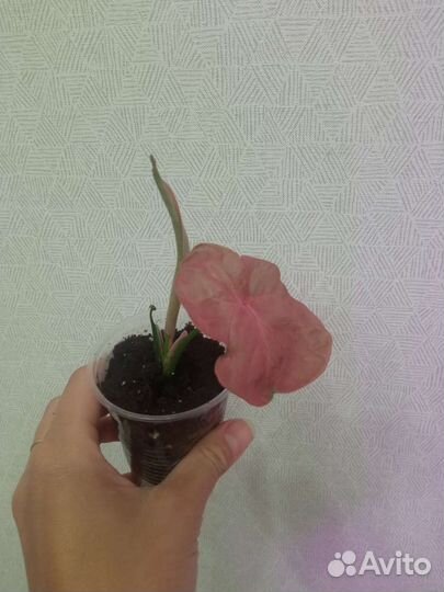 Сингониумы сортовые