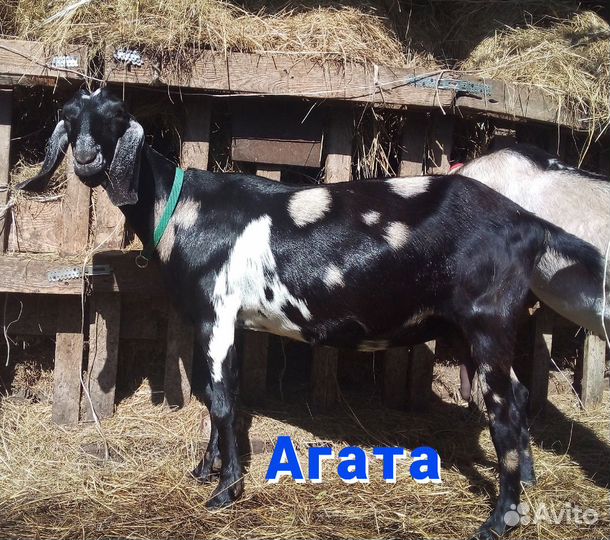 Англо- нубийская коза, 2 года