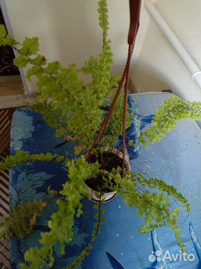 Папоротник комнатный