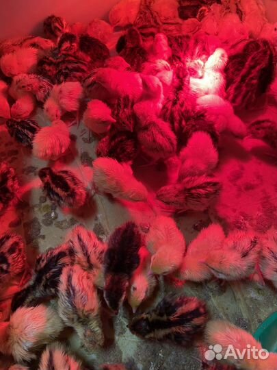 Перепела суточные,яйцо переперелка