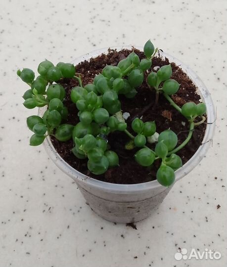 Крассула хоббит, эхиверия, крестовник роули