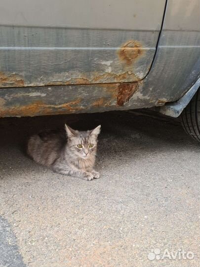 Домашнюю кошку выкинули на улицу, ищем новый дом