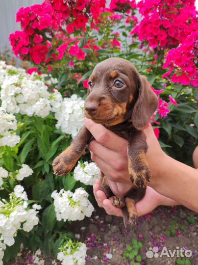 Щенки Таксы миниатюрной жесткошерстной