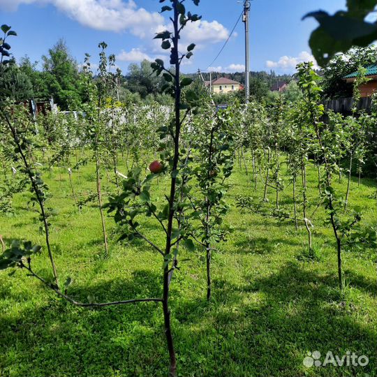 Яблоня Министр Киселёв