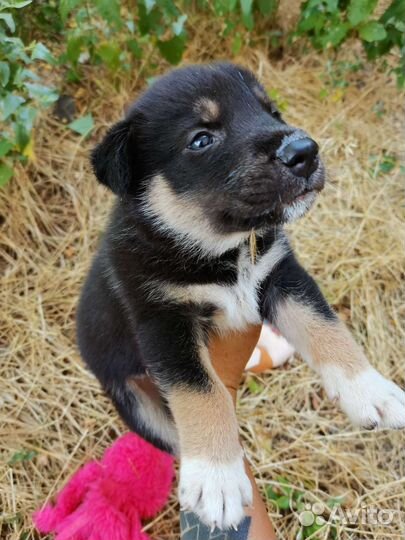 Щенок в добрые руки маленькая порода