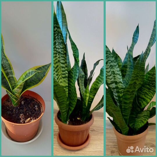 Сансевьерия