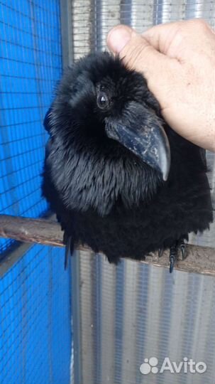 Черный ворон