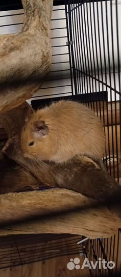 Белка дегу девочки