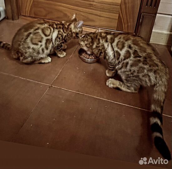 Бенгальские котята