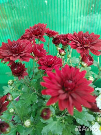 Хризантемы