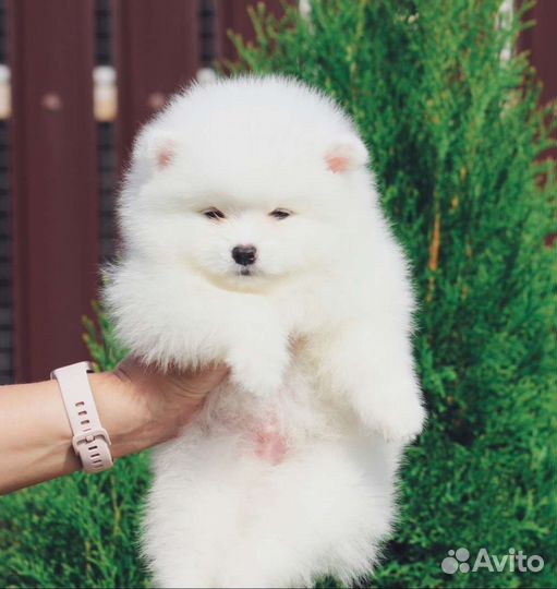 Белый Мишка