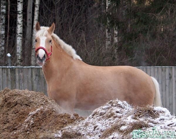 Конский навоз