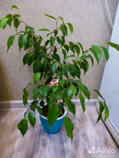 Фикус Бенджамина Эстер