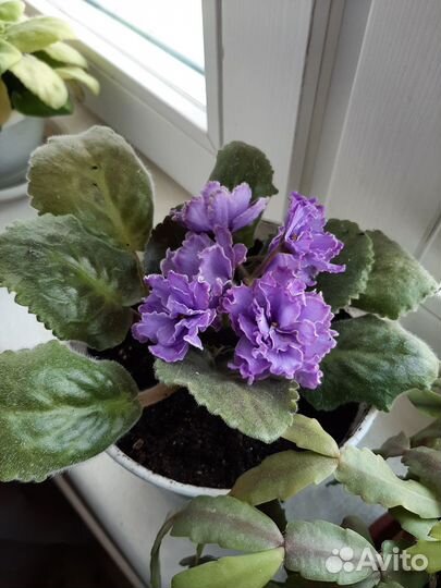 Цветы фиалки