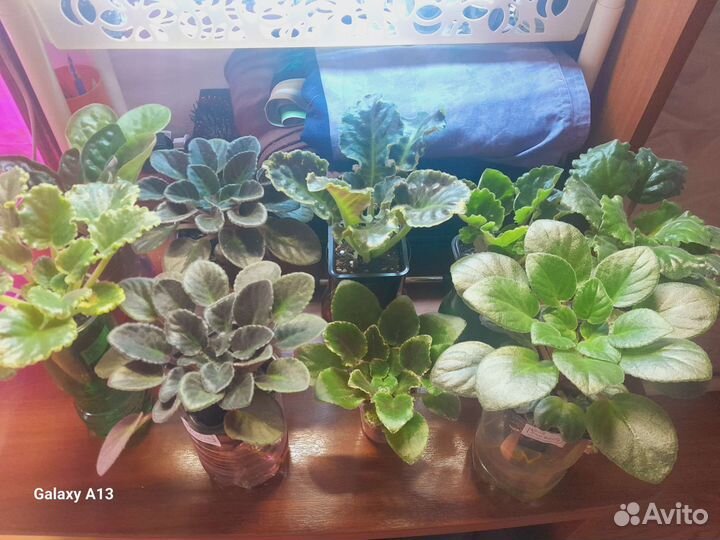 Сортовые фиалки