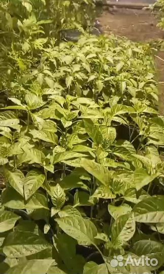 Молодые саженцы острого перца(комнатного)