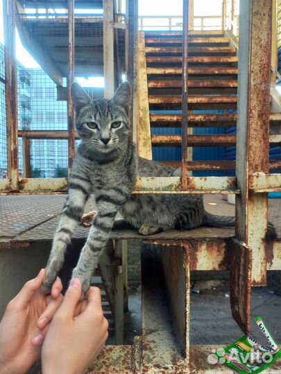 Котенок
