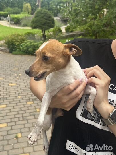 Найдена собака