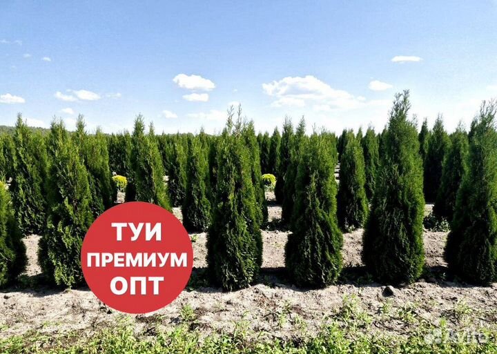 Туя смарагд рост 207 см /опт 150 шт