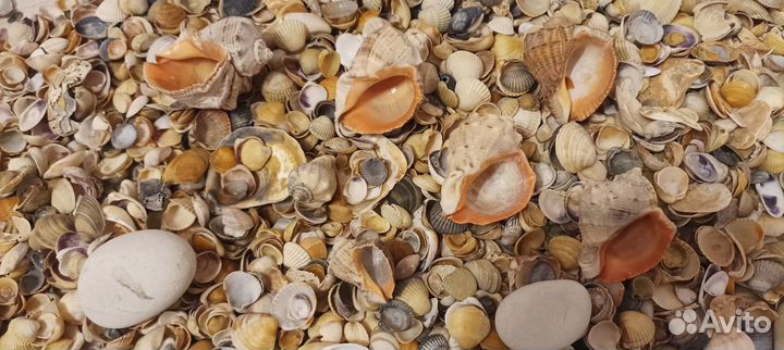 Ракушки для аквариума