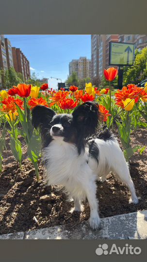 Папильон вязка