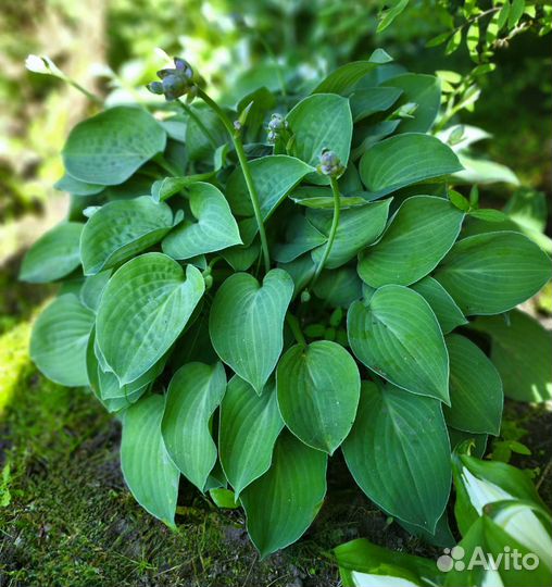 Хоста Blue, зеленовато-голубая