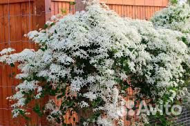 Клематис маньчжурский