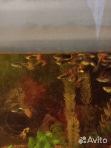 Аквариумные рыбки гуппи