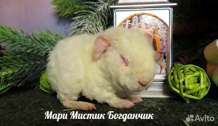 Морские свинки ручные, здоровые на видео