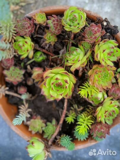 Суккуленты, каменная роза, сортовые