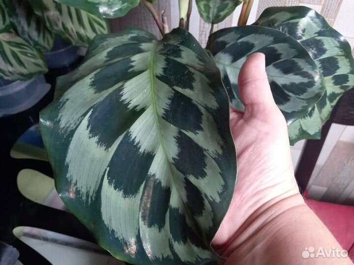 Калатея Хелен Кеннеди