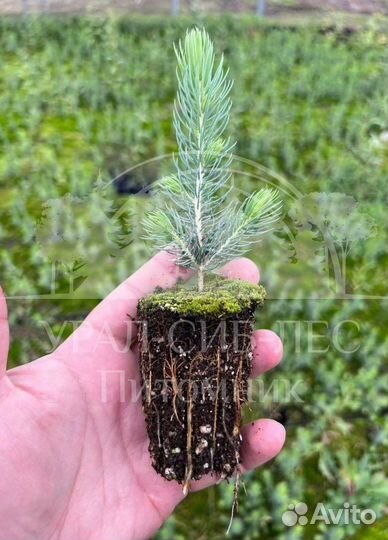 Голубая ель зкс сеянцы для лесовосстановления