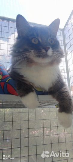 Балкончик для кошки