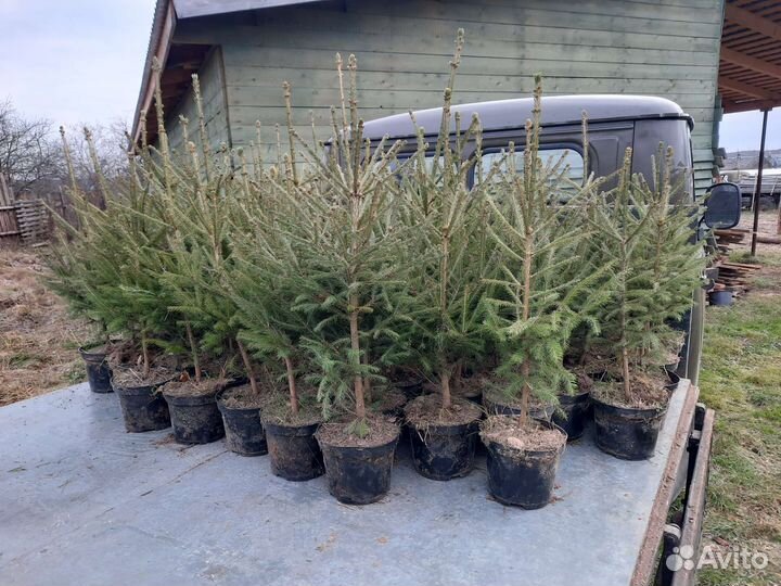 Ель новогодняя, ель зкс, ель 4 года