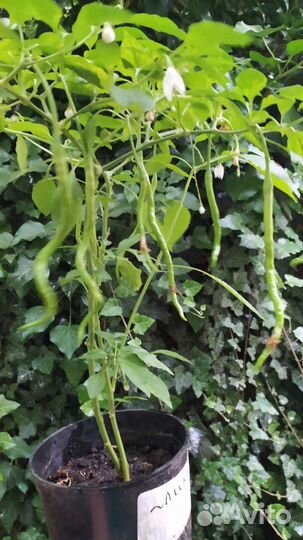 Острый перец Для перцовки, два сорта