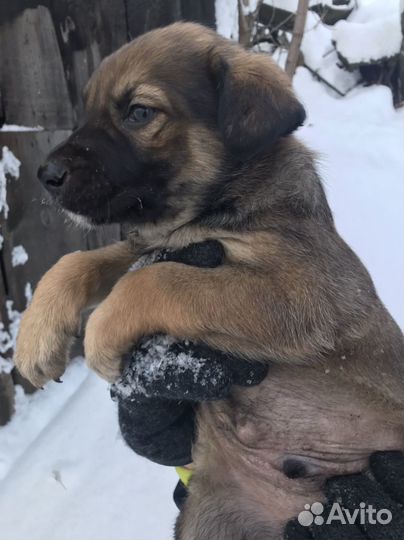 Щеночки 1 мес
