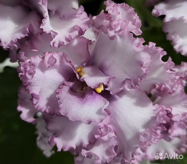 Фиалки черенки