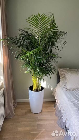 Арека, пальма, дипсис, в наличии