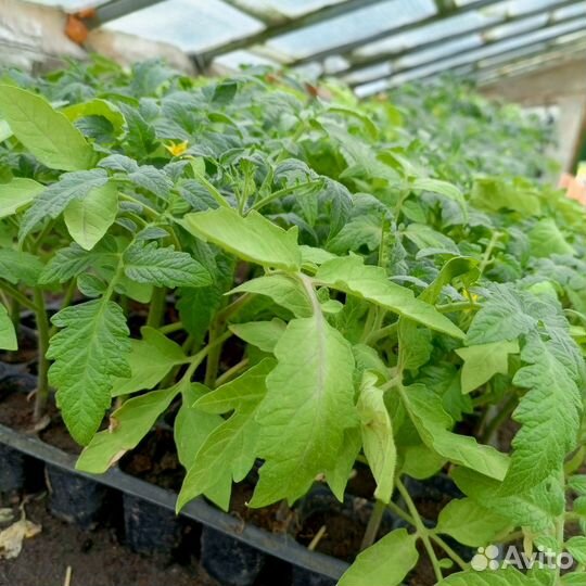 Рассада,помидор, огурцов, капусты