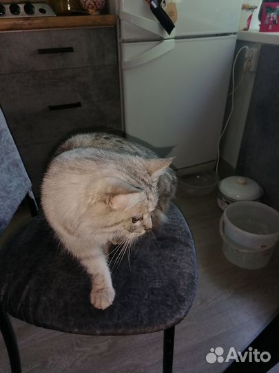 Нашлась кошка