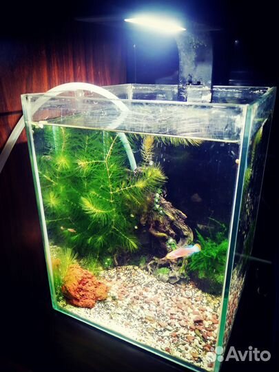 Аквариум 10 литров