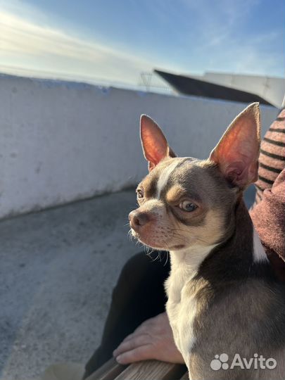 Вязка собак чихуахуа