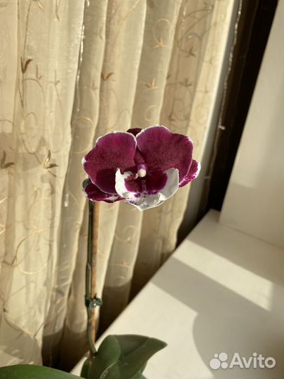 Орхидея биглип