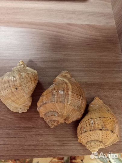 Морские ракушки раковины