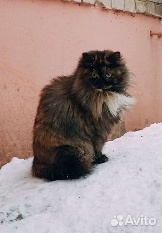 Кошка в дар