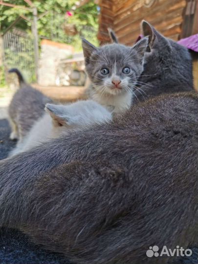 Котёнок