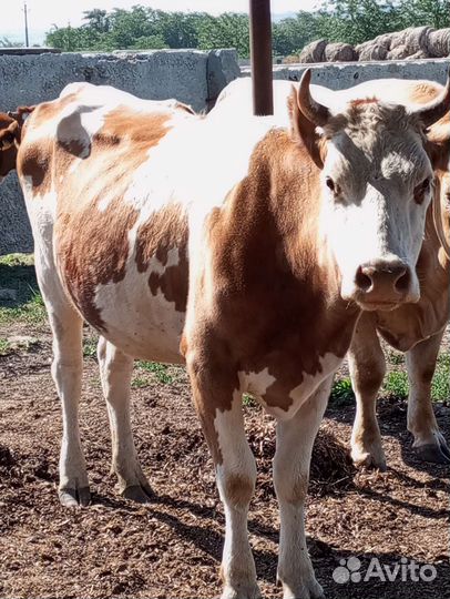 Продаëтся первотëлка