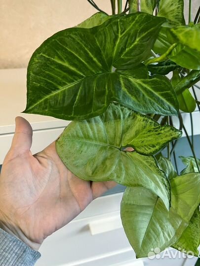 Сингониум большой Комнатное растение